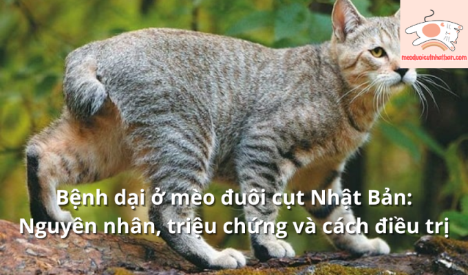 Bệnh dại ở mèo đuôi cụt Nhật Bản: Nguyên nhân, triệu chứng và cách điều trị