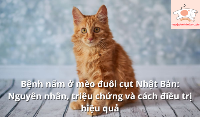 Bệnh nấm ở mèo đuôi cụt Nhật Bản: Nguyên nhân, triệu chứng và cách điều trị hiệu quả