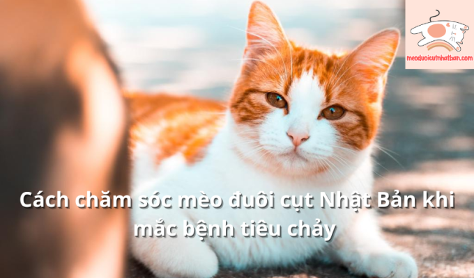 Cách chăm sóc mèo đuôi cụt Nhật Bản khi mắc bệnh tiêu chảy