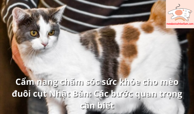 Cẩm nang chăm sóc sức khỏe cho mèo đuôi cụt Nhật Bản: Các bước quan trọng cần biết