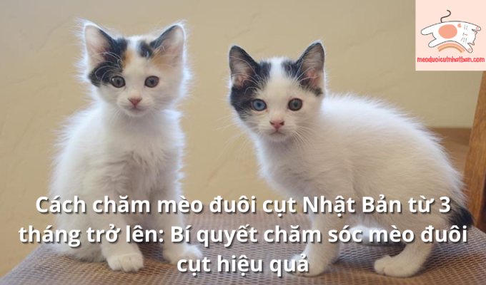 Cách chăm mèo đuôi cụt Nhật Bản từ 3 tháng trở lên: Bí quyết chăm sóc mèo đuôi cụt hiệu quả