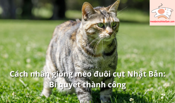 Cách nhân giống mèo đuôi cụt Nhật Bản: Bí quyết thành công