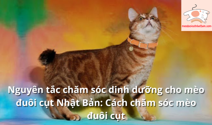 Nguyên tắc chăm sóc dinh dưỡng cho mèo đuôi cụt Nhật Bản: Cách chăm sóc mèo đuôi cụt