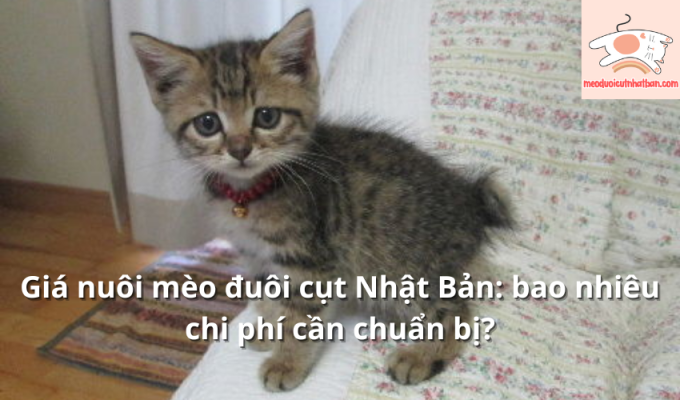 Giá nuôi mèo đuôi cụt Nhật Bản: bao nhiêu chi phí cần chuẩn bị?