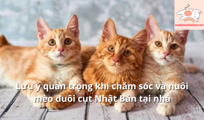 Lưu ý quan trọng khi chăm sóc và nuôi mèo đuôi cụt Nhật Bản tại nhà