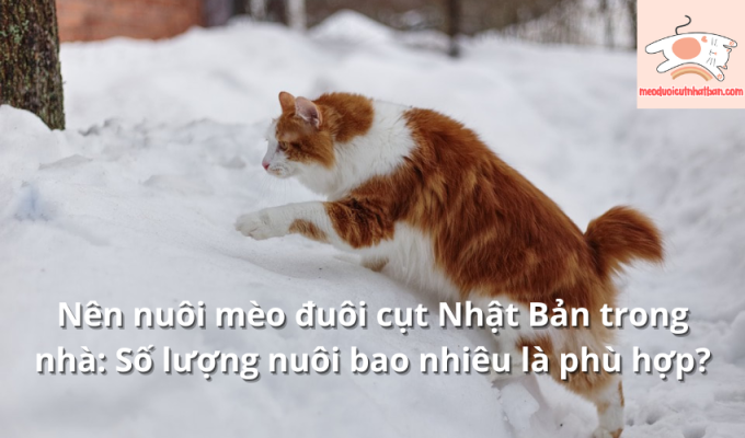 Nên nuôi mèo đuôi cụt Nhật Bản trong nhà: Số lượng nuôi bao nhiêu là phù hợp?