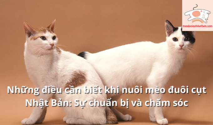 Những điều cần biết khi nuôi mèo đuôi cụt Nhật Bản: Sự chuẩn bị và chăm sóc