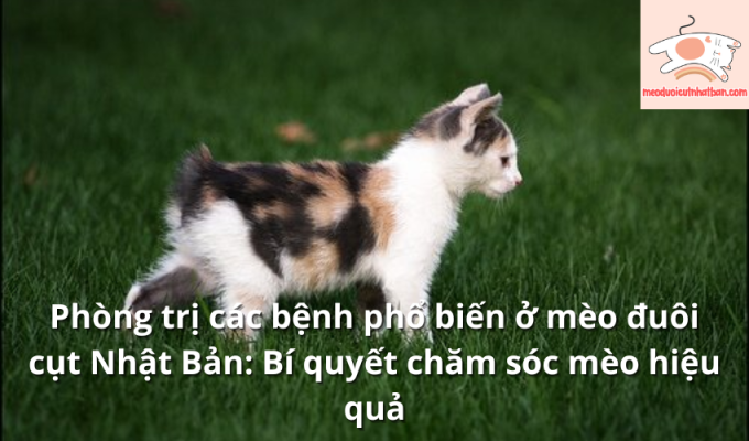 Phòng trị các bệnh phổ biến ở mèo đuôi cụt Nhật Bản: Bí quyết chăm sóc mèo hiệu quả