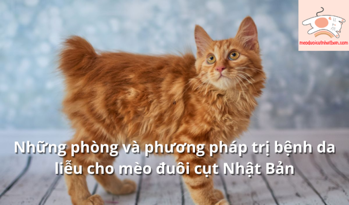 Những phòng và phương pháp trị bệnh da liễu cho mèo đuôi cụt Nhật Bản