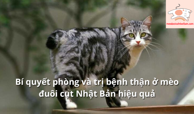 Bí quyết phòng và trị bệnh thận ở mèo đuôi cụt Nhật Bản hiệu quả