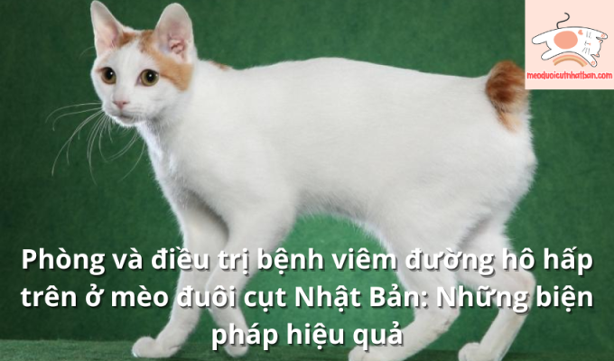 Phòng và điều trị bệnh viêm đường hô hấp trên ở mèo đuôi cụt Nhật Bản: Những biện pháp hiệu quả