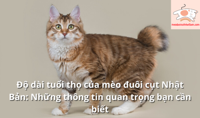 Độ dài tuổi thọ của mèo đuôi cụt Nhật Bản: Những thông tin quan trọng bạn cần biết